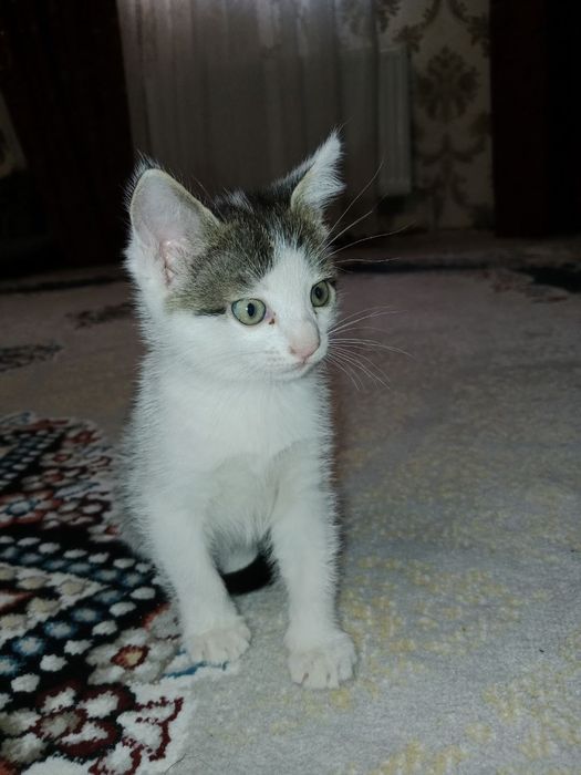 Отдадим котят в добрые руки