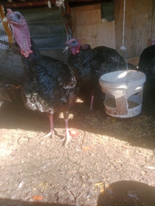 Индюков гибрид продам