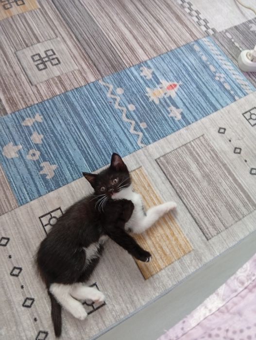 Котята отдам в добрые руки