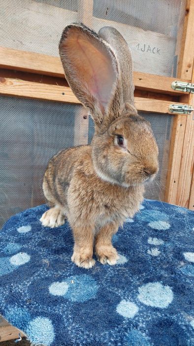 Vând Mascul Uriaș German