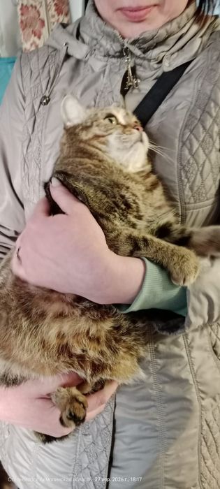 Отдам молодого котика, кастрирован