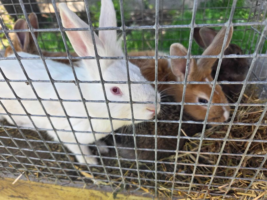 Продам  кроликов