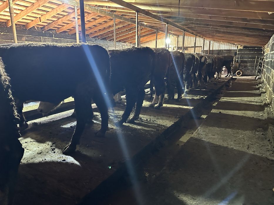 Откорм букалар сатылат