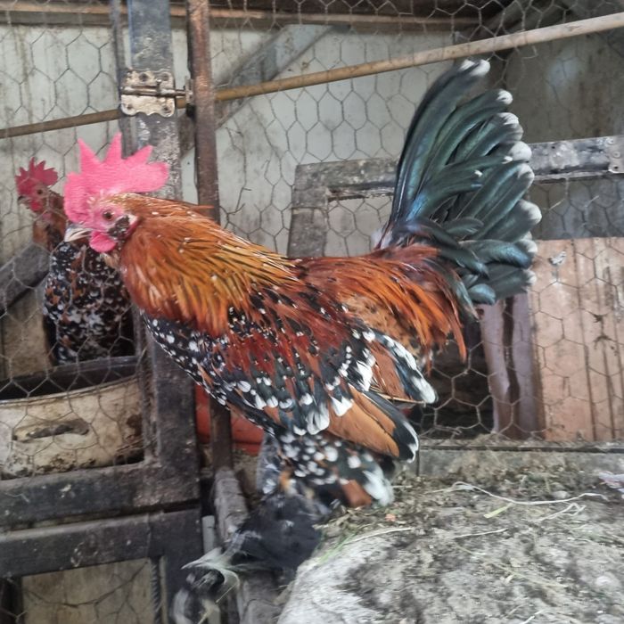 Familia de mii de flori roșu negru