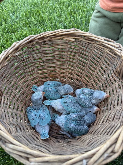 Puiuti blanzi obisnuiti cu copiii papagali vorbitori micul alexandru