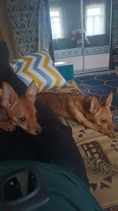 Продаем девочку в хорошие руки