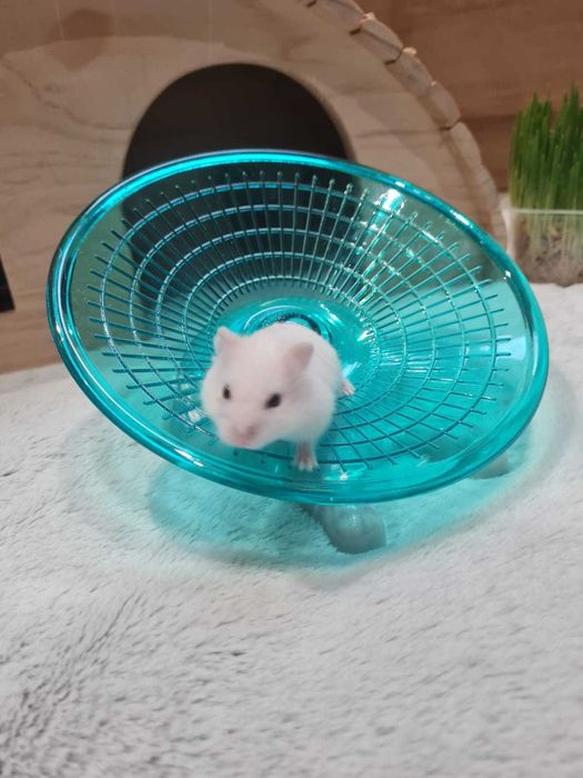 Джунгарские хомяки.Хомячки.
