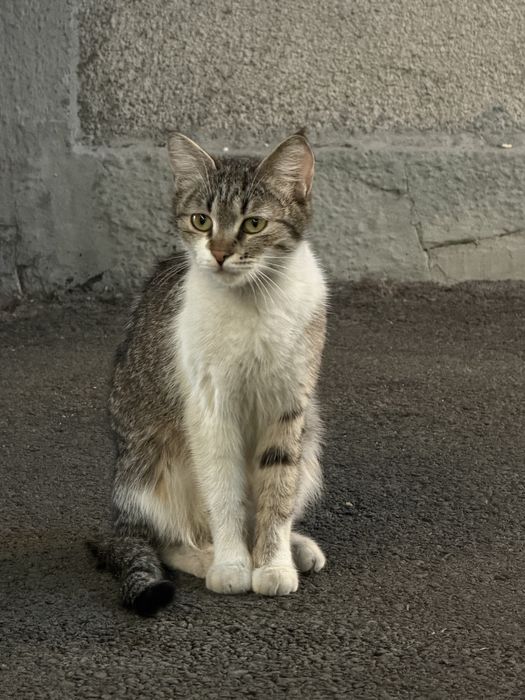 Котята, не породистые