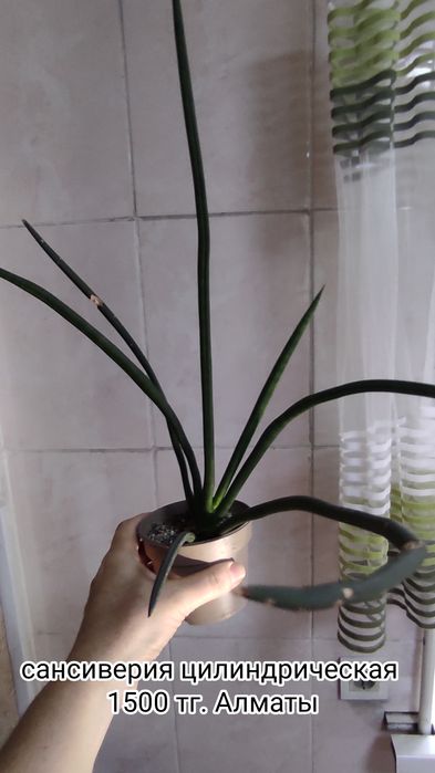 Цветы комнатные адаптированные