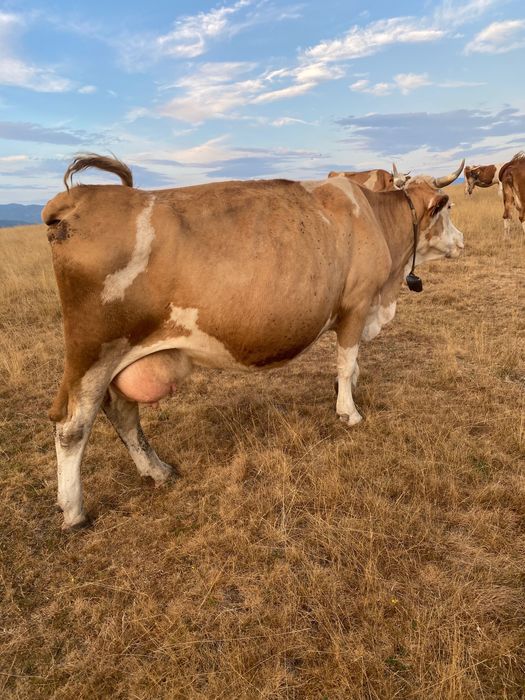 Vaca  de  vanzare