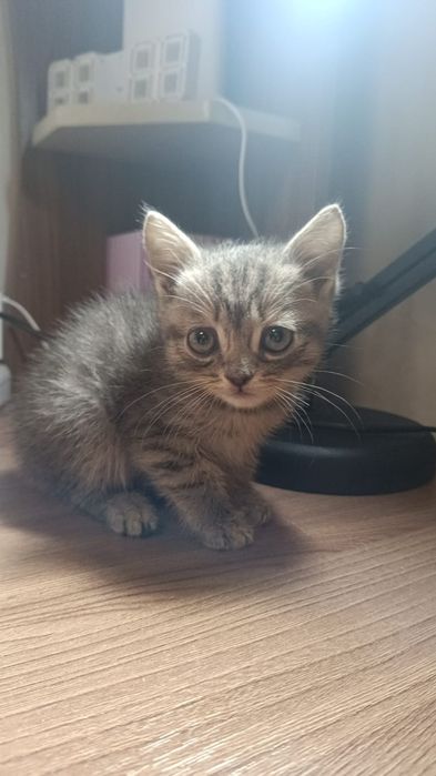 Отдам котят в добрые руки