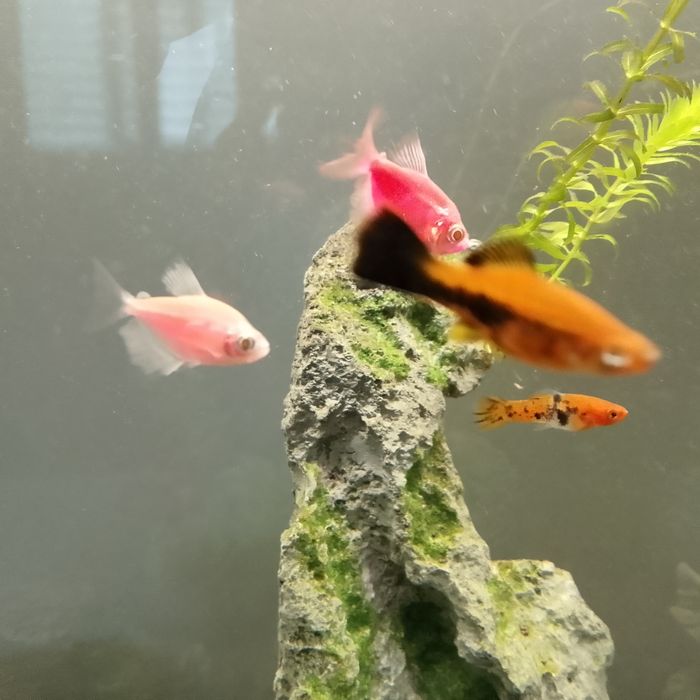 Продаю всех своих рыбок