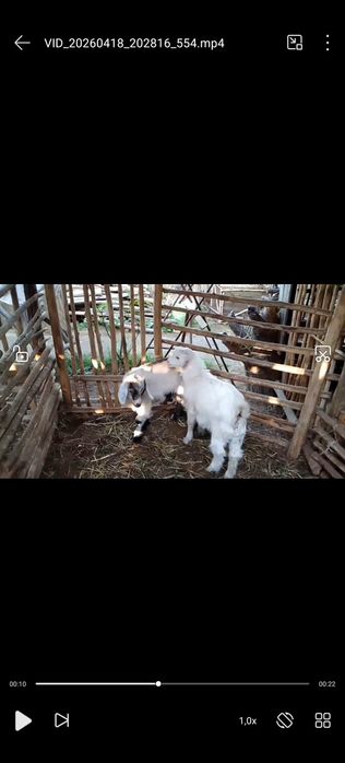 Echki takachalar sotiladi 1 tasi