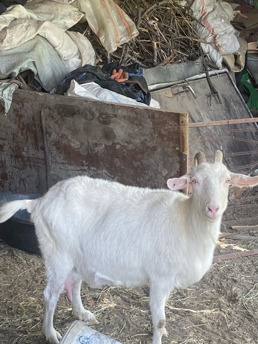 ешкі лағымен бірге