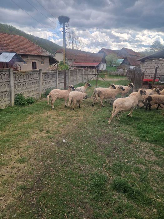 Vand oi breze rasa turcana