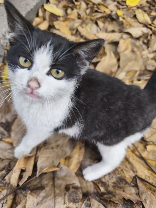 Момче и момиче две котета от улицата търсят  своя човек