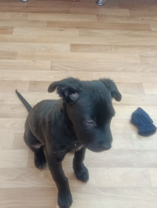 Отдам щенка помесь с питбулем