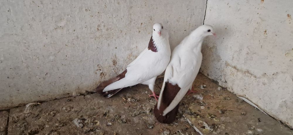 Красно шеики красно хвост