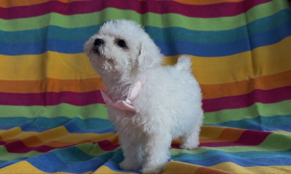Cățelușă din rasa Bichon Frise de vânzare