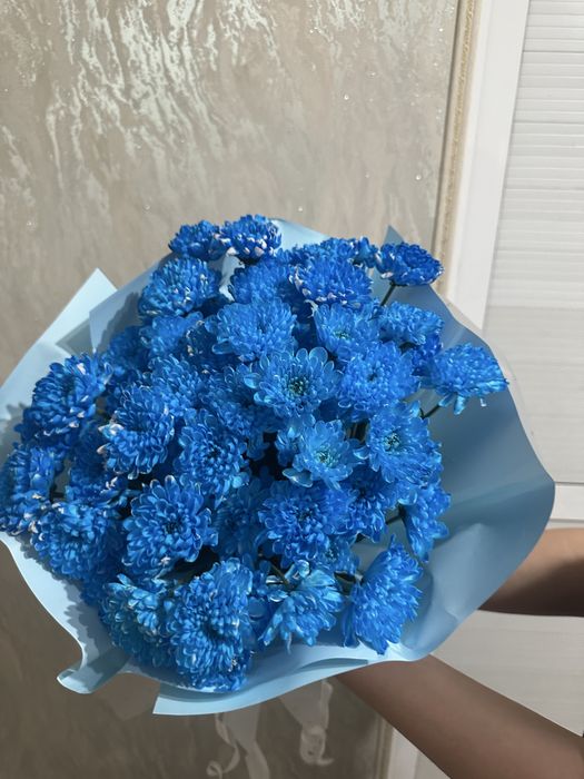 гүлдер 3000 мен 6000 арасында