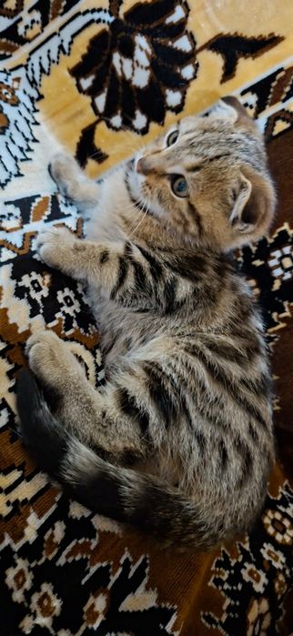 Котенок мальчик .