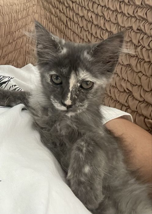 Кошечка мейн кун