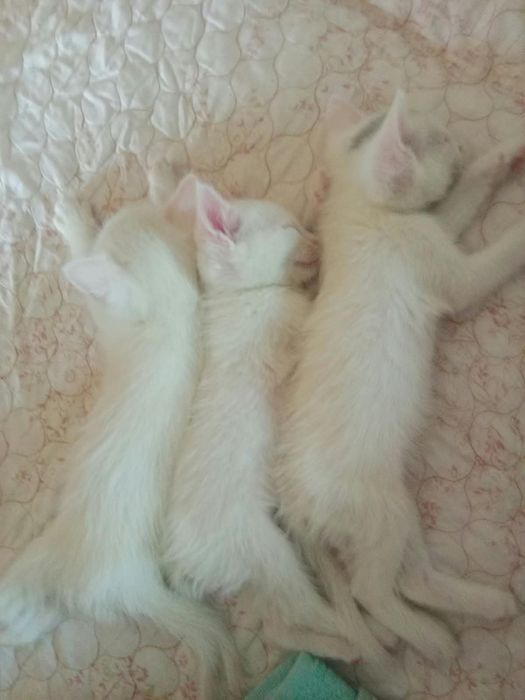 Отдам котят в хорошие руки