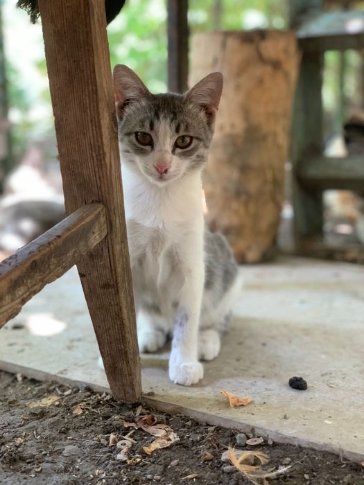 Кошечка, 7 месяцев, стерилизованная