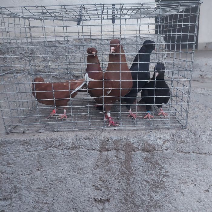 Американцы  6штук  22000тг