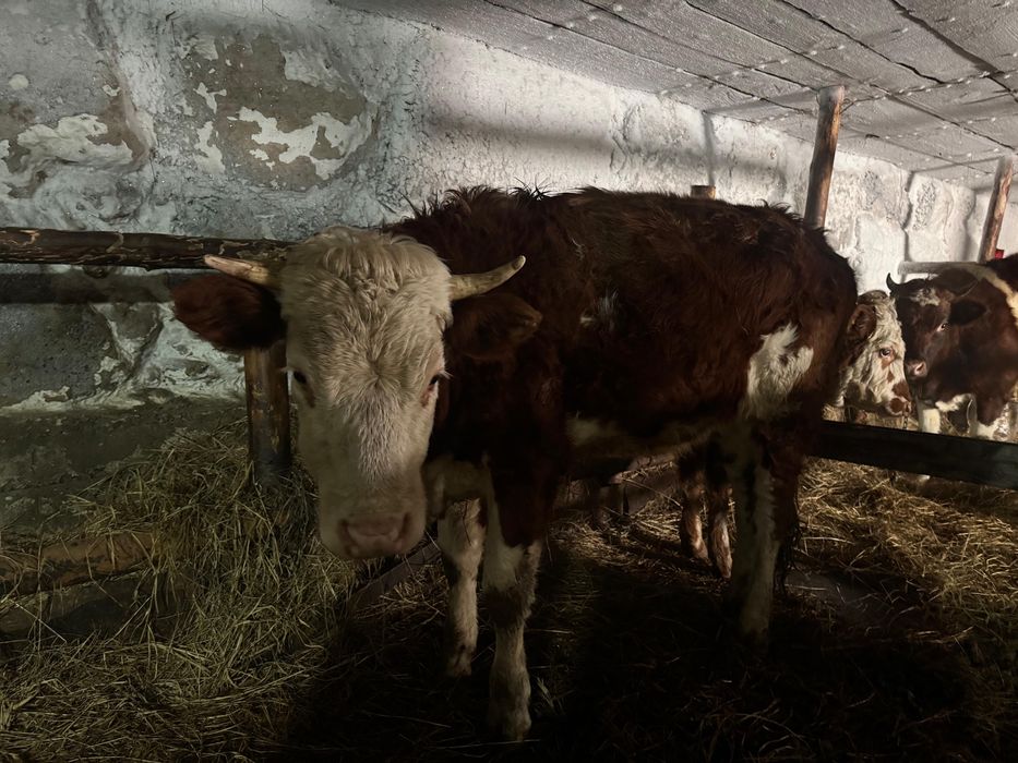 Продам телочку 2 года