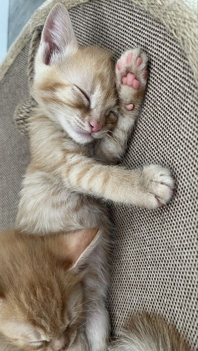 Отдам котенка девочка