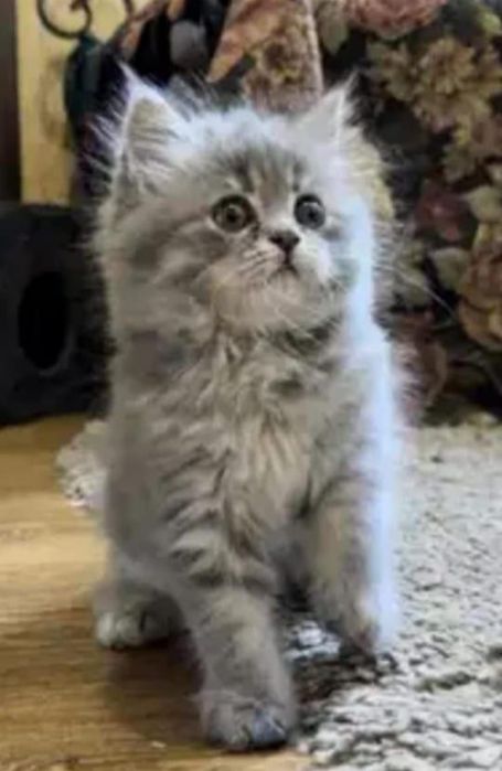 Котенок сибирский