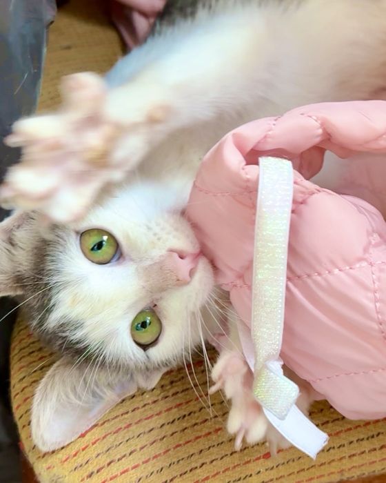 Котенок  мальчик