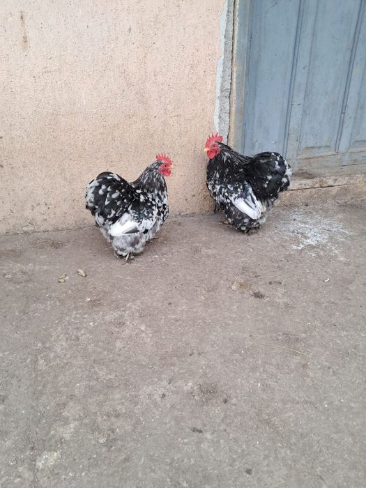 Vând cochinchina pitic