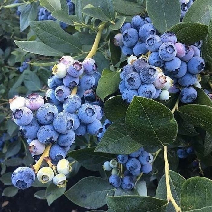 Arbuști Fructiferi (Afin )