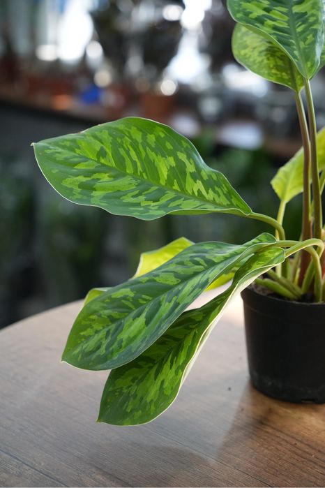 Хомаломена Камуфляж