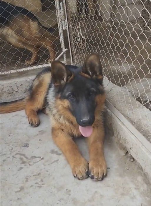Немецкая овчарка продается , мальчик , г Нукус
