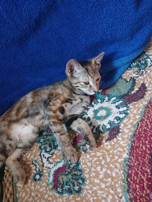 Mushuklar hadiyaga beriladi