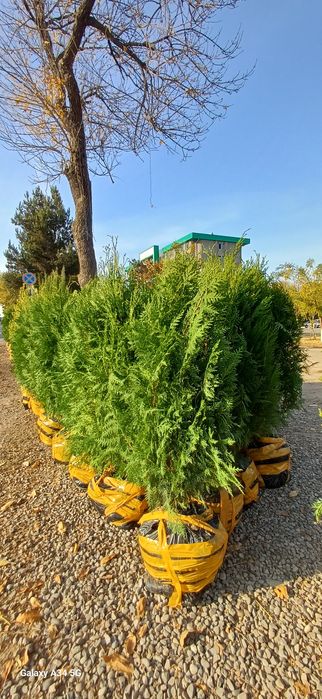 Туркиядан келтирилган аризониски кипарис арча кучатлар бор