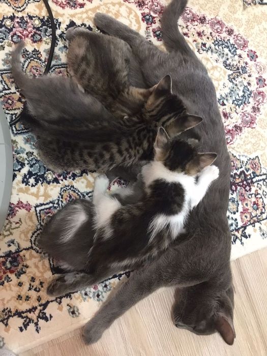 Отдам Котиков в добрые руки