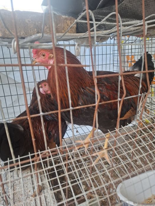 Продаются 8 петухов