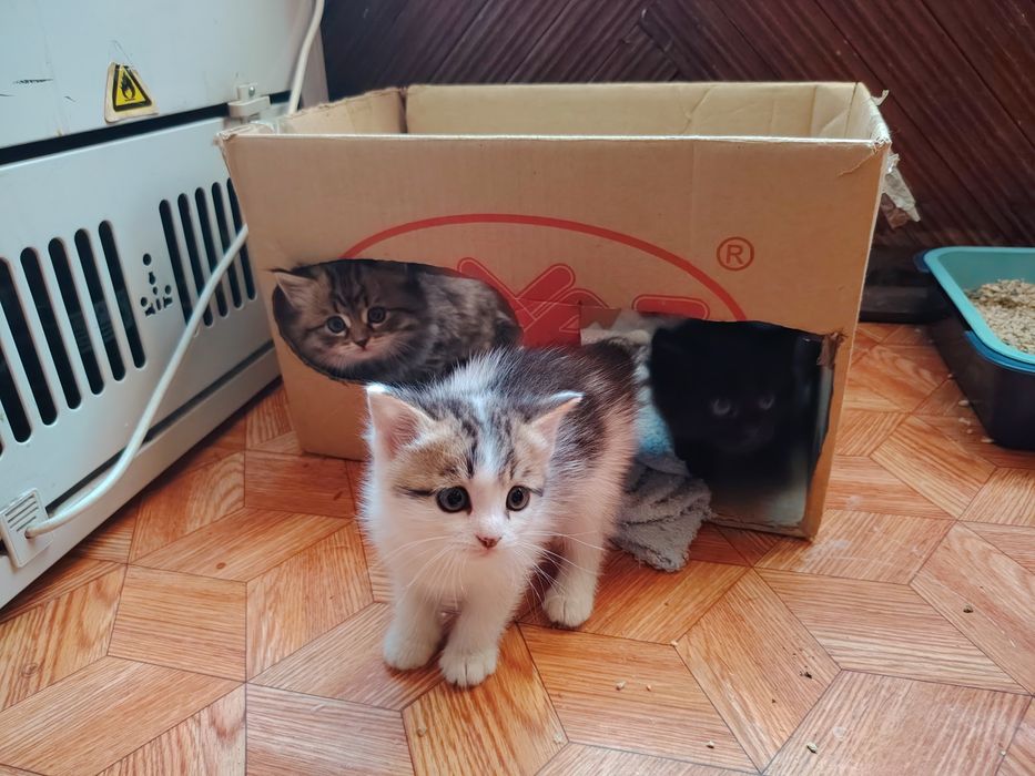 Раздаю 3-ёх котят