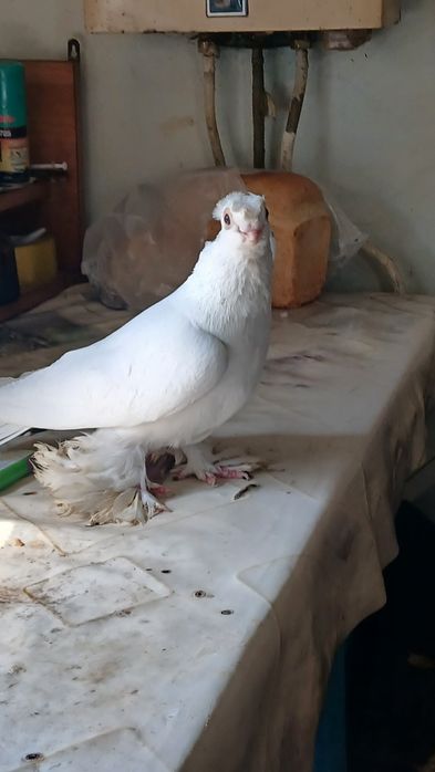 Белый самец плодный