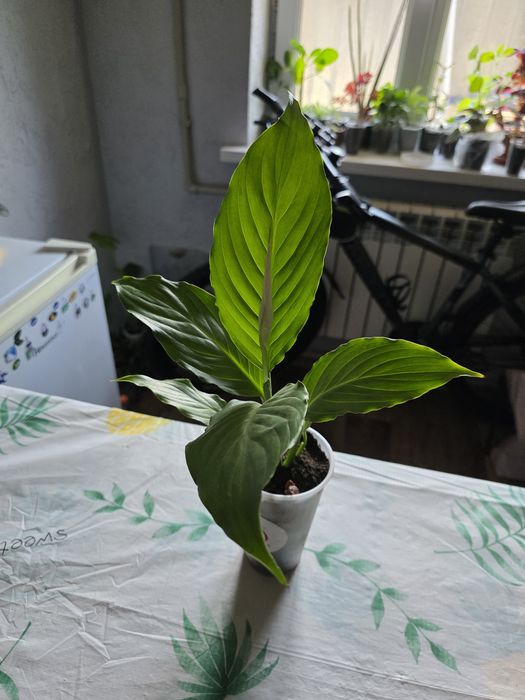 Продам цветочки / Обмен