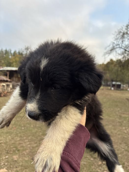 Кученца си търсят Любящ дом
