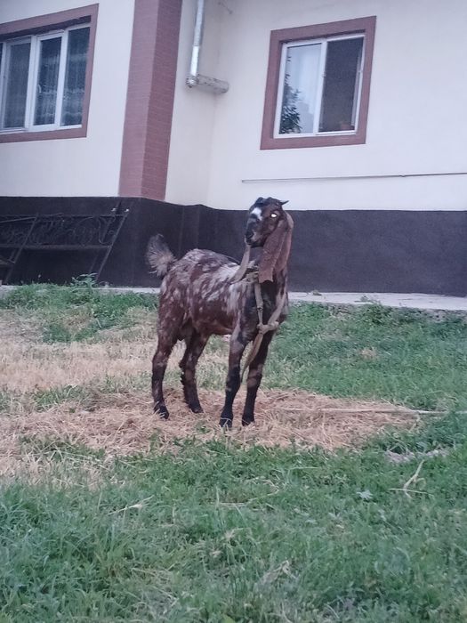 Камори Ешкы сатылады теке