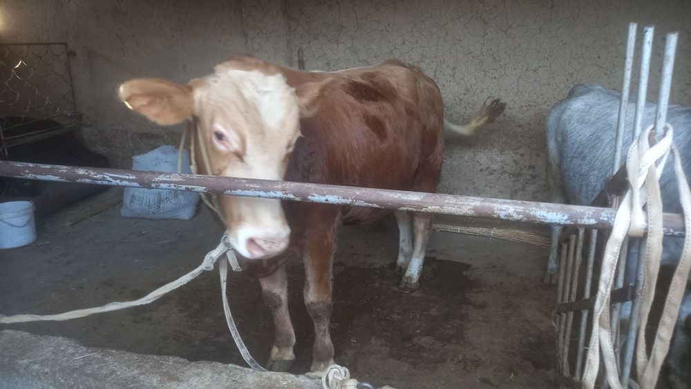 Бука сотилади гибрид лимузин