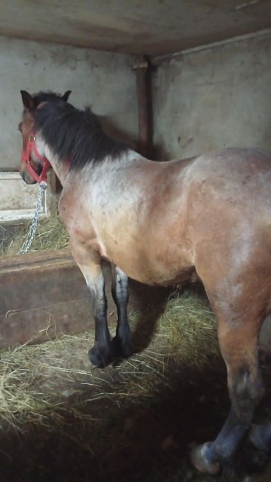 Vînd mînz de 2 ani