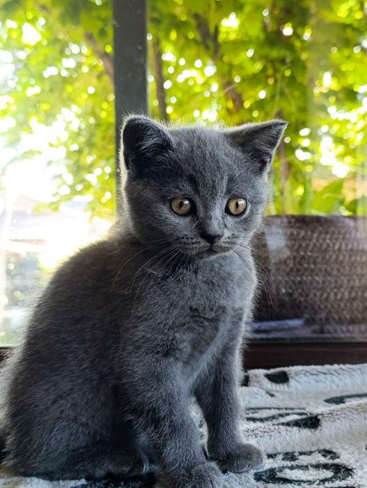 Băiețel British shorthair