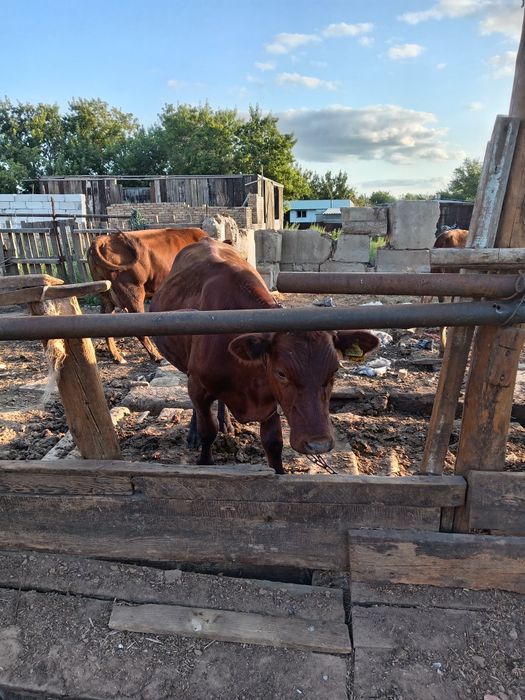 Өгіз сатылады бұқа